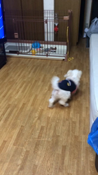 中村司ブリーダーからお迎えしたトイプードル：レオくん