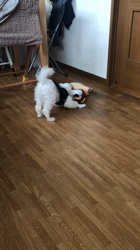 中村司ブリーダーからお迎えしたトイプードル：レオくん