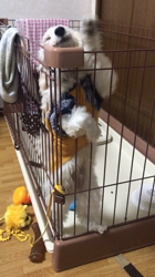 中村司ブリーダーからお迎えしたトイプードル：レオくん