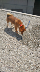 川山修一ブリーダーからお迎えした柴犬：レオくん