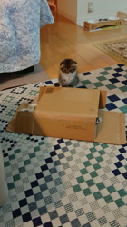 今松澄江ブリーダーからお迎えしたスコティッシュフォールド：レオくん