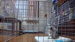 学原里緒ブリーダーからお迎えしたミニチュアダックスフンド(ロング)：レオンくん