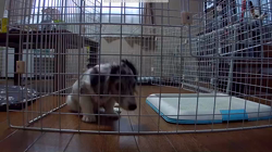 学原里緒ブリーダーからお迎えしたミニチュアダックスフンド(ロング)：レオンくん