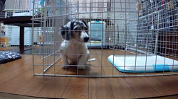 学原里緒ブリーダーからお迎えしたミニチュアダックスフンド(ロング)：レオンくん