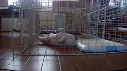 学原里緒ブリーダーからお迎えしたミニチュアダックスフンド(ロング)：レオンくん