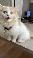 堀江優哉ブリーダーからお迎えしたスコティッシュフォールド：ミッチェルくん