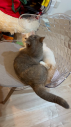 堀江優哉ブリーダーからお迎えしたスコティッシュフォールド：ミッチェルくん