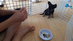 勝間大輝ブリーダーからお迎えしたチワワ(ロング)：ココアちゃん