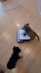 勝間大輝ブリーダーからお迎えしたチワワ(ロング)：ココアちゃん