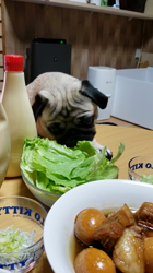 中野幸子ブリーダーからお迎えしたパグ：ソースくん