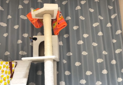 堂脇智美ブリーダーからお迎えしたスコティッシュフォールド：ぽてまるくん