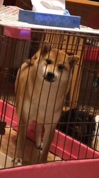 富田美和ブリーダーからお迎えした柴犬：ラズ（星姫苺）ちゃん