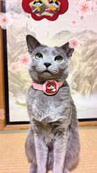 鮓谷明弘ブリーダーからお迎えしたロシアンブルー：愛瑠(アイル)ちゃん