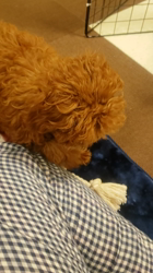 山廣暁美ブリーダーからお迎えしたトイプードル：きなこくん