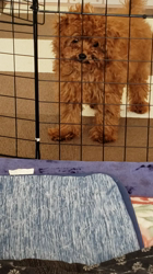 山廣暁美ブリーダーからお迎えしたトイプードル：きなこくん