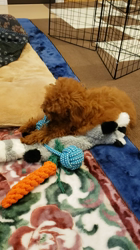 山廣暁美ブリーダーからお迎えしたトイプードル：きなこくん