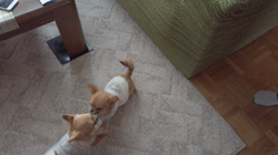 飯尾智江美ブリーダーからお迎えしたチワワ(ロング)：チョコちゃん