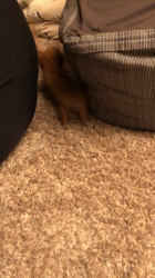 飯尾智江美ブリーダーからお迎えしたチワワ(ロング)：チョコちゃん