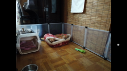 飯尾智江美ブリーダーからお迎えしたチワワ(ロング)：チョコちゃん