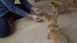 飯尾智江美ブリーダーからお迎えしたチワワ(ロング)：ビスケちゃん