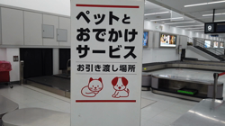 飯尾智江美ブリーダーからお迎えしたチワワ(ロング)：チョコちゃん