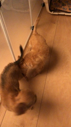 飯尾智江美ブリーダーからお迎えしたチワワ(ロング)：ビスケちゃん