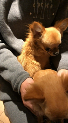 飯尾智江美ブリーダーからお迎えしたチワワ(ロング)：ビスケちゃん