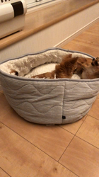 飯尾智江美ブリーダーからお迎えしたチワワ(ロング)：ビスケちゃん