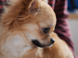 飯尾智江美ブリーダーからお迎えしたチワワ(ロング)：チョコちゃん