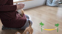 飯尾智江美ブリーダーからお迎えしたチワワ(ロング)：ビスケちゃん