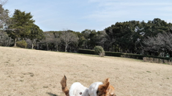 飯尾智江美ブリーダーからお迎えしたチワワ(ロング)：チョコちゃん