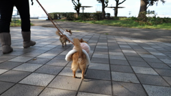 飯尾智江美ブリーダーからお迎えしたチワワ(ロング)：ビスケちゃん