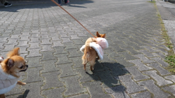 飯尾智江美ブリーダーからお迎えしたチワワ(ロング)：ビスケちゃん