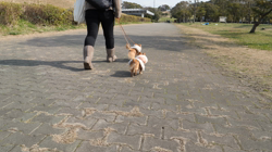 飯尾智江美ブリーダーからお迎えしたチワワ(ロング)：チョコちゃん