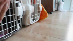 飯尾智江美ブリーダーからお迎えしたチワワ(ロング)：チョコちゃん