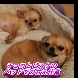 飯尾智江美ブリーダーからお迎えしたチワワ(ロング)：ビスケちゃん