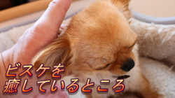 飯尾智江美ブリーダーからお迎えしたチワワ(ロング)：ビスケちゃん