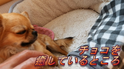 飯尾智江美ブリーダーからお迎えしたチワワ(ロング)：チョコちゃん