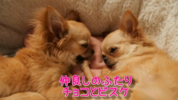 飯尾智江美ブリーダーからお迎えしたチワワ(ロング)：ビスケちゃん