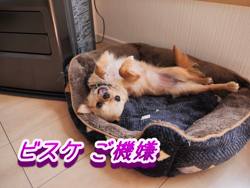 飯尾智江美ブリーダーからお迎えしたチワワ(ロング)：ビスケちゃん