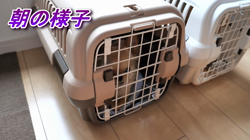 飯尾智江美ブリーダーからお迎えしたチワワ(ロング)：ビスケちゃん