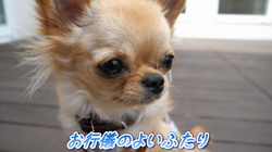 飯尾智江美ブリーダーからお迎えしたチワワ(ロング)：ビスケちゃん