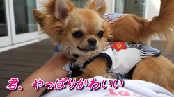 飯尾智江美ブリーダーからお迎えしたチワワ(ロング)：チョコちゃん