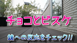 飯尾智江美ブリーダーからお迎えしたチワワ(ロング)：チョコちゃん