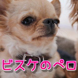 飯尾智江美ブリーダーからお迎えしたチワワ(ロング)：ビスケちゃん
