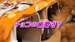 飯尾智江美ブリーダーからお迎えしたチワワ(ロング)：チョコちゃん