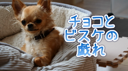 飯尾智江美ブリーダーからお迎えしたチワワ(ロング)：ビスケちゃん