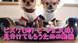 飯尾智江美ブリーダーからお迎えしたチワワ(ロング)：チョコちゃん