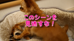飯尾智江美ブリーダーからお迎えしたチワワ(ロング)：ビスケちゃん