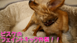 飯尾智江美ブリーダーからお迎えしたチワワ(ロング)：ビスケちゃん